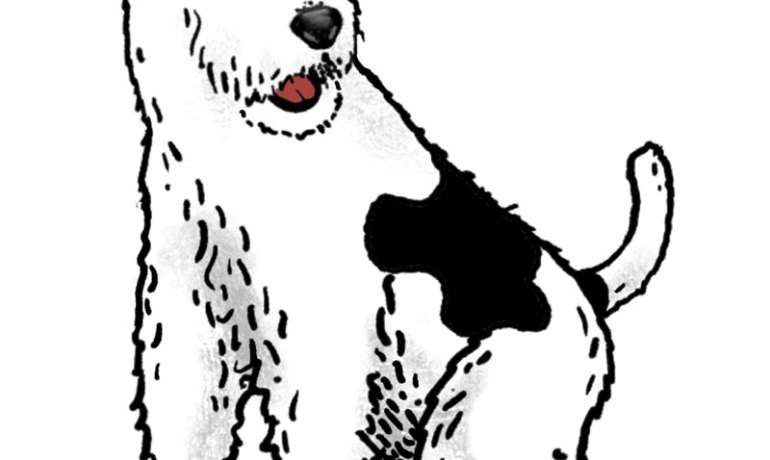 Foxterrier Paul